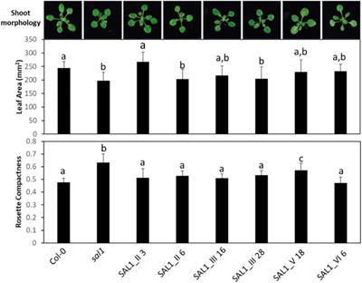 Dissecting the Role of SAL1 in Metabolizing the Stress Signaling Molecule 3′-Phosphoadenosine 5′-Phosphate in Different Cell Compartments